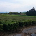 茶畑の緑が綺麗な景色